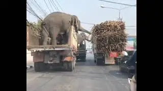 cutest chor ever || best Whatsapp video