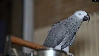 ✅ ПОЙ - ЮЛЬКА ПОПА! 🤣🐦 ЖАКО ПЕТРУНЯ