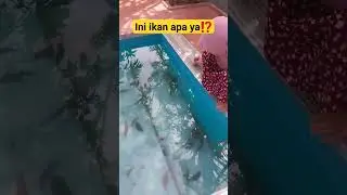 ikan channa atau ikan lele⁉️ #shorts #shorts #viral #shortvideo
