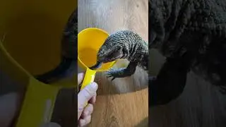 Очень голодный варан