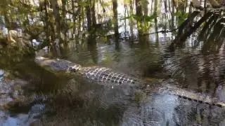 Alligator at Corkscrew Swamp Sanctuary