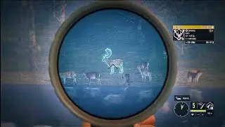 Dropping Diamond Fallow deer with a new scope #the hunter call of the wild