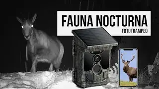 Fauna Nocturna - Fototrampeo