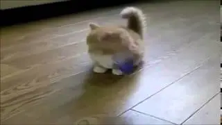 Смешные котятки! Милота