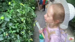Дом бабочек 🦋