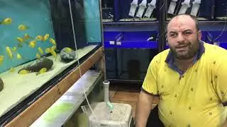 60 DİŞİ 20 ERKEK / BALIKLARIM GELDİ