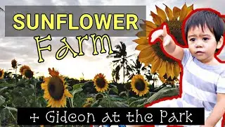 NAG LAGAW-LAGAW KAMI! SA SUNFLOWER FARM IN TANJAY CITY | RIZAL PARK BAIS CITY WITH GIDEON by Debbee