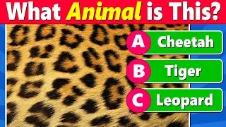Guess the Animal by Their Unique Textures & Patterns 🐾🔎✅