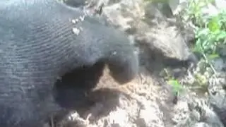 разведка двух урочищ. коп на старом хуторе