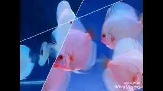 Diskus