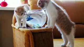 КОТИКИ