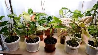 Комнатные цветы. Обзор сингониумов. Часть 1