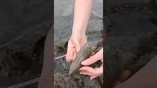 Мою ОГРОМНЫЙ БЕЛЕМНИТ Юрского периода. 