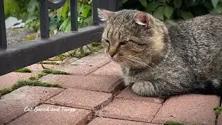 🦋 Медитативная история: Барсик и Муравей.