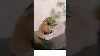 Кекс попугая с котом Озвучка Wish Box 