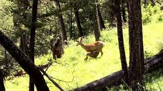 My Yellowstone Vacation