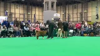 CRUFTS 2026 American akita females