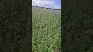 ПЧЁЛЫ