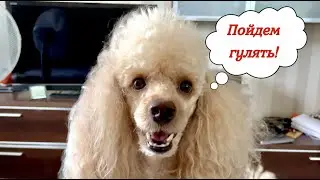 Хитрый пудель просится гулять, плачет 😂 Смотреть со звуком!