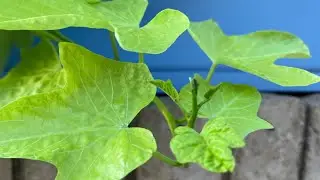 AZ Plant Reviews: Potato Vine
