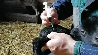 ЖИЗНЬ В ДЕРЕВНЕ/ Седимин для ягнят. Когда и как колоть.