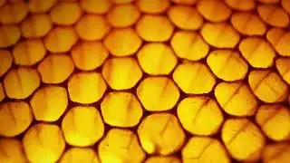 Beezzs World Live Stream