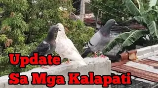 UPDATE SA MGA KALAPATI NAMIN AT PARONDA SA KALAPATI