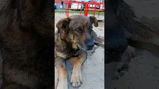 зачем трогаешь #говорящийпес #собака #нетрогай #юмор #жиза #funny