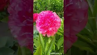Шедевральный пион Rose Heart