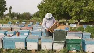 ASALARICHILIK RIVOJI