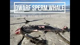 Dwarf Sperm Whale stranding, Muizenberg Beach, August 2020
