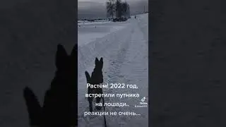 Можно ли щенку лаять на лошадь? Лучше не надо! См. описание видео.