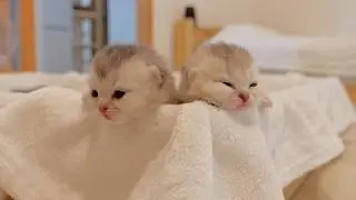 This kitten is so cute as he climbs into a box and gets sleepy!