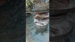 холодильник в лесу в жару,в холодном ручье