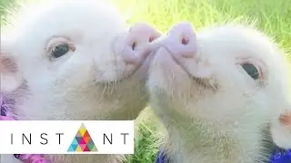 Priscilla the Mini Pig | Stupid Cute | INSTANT