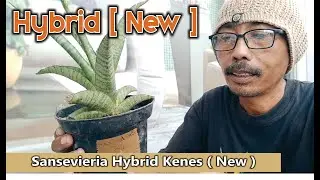 hybrid kenes new