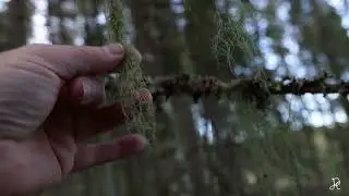 The old pine tree