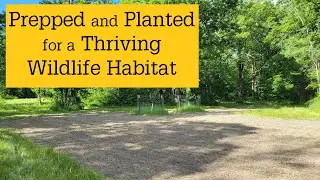 Steps to Planting a Successful Food Plot