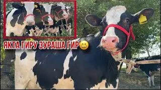Гуночин сари сина чорное пестри Оригинал🐄 14 мая 2025 г.