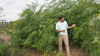 Moringa Leaves: You've tried Moringa Powder - Now Try Fresh!