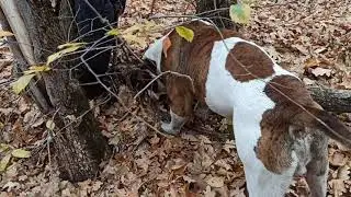 В лес за дровами / хозяйственный парень