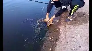 Рыбалка в Чумаках Днепропетровской области 2016 год