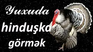 Yuxuda hinduşka / hindquşu görmək ☾✵ Qısa Yuxuyozma