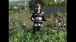 О сибирских сортах абрикоса. Урожайные грядки.