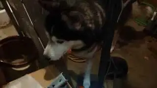 Siberian Husky Mouse Hunting