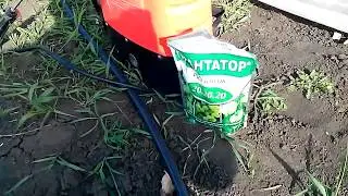 Вне корневая подкормка клубники 25.04.2018