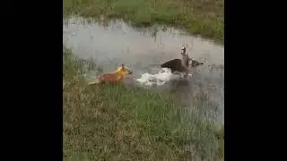 Хитрый лис и непобедимый гусь