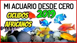 Mi ACUARIO de CICLIDOS AFRICANOS 2019 | Ushuaia