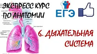 ДЫХАТЕЛЬНАЯ СИСТЕМА | Теория для ЕГЭ
