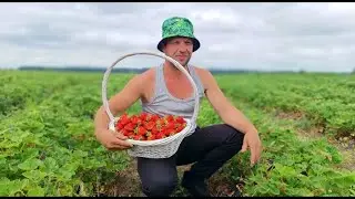 Еще один вредитель в нашем клубничном деле. Клубничный сезон открыт